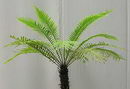 Blechnum Gibbum